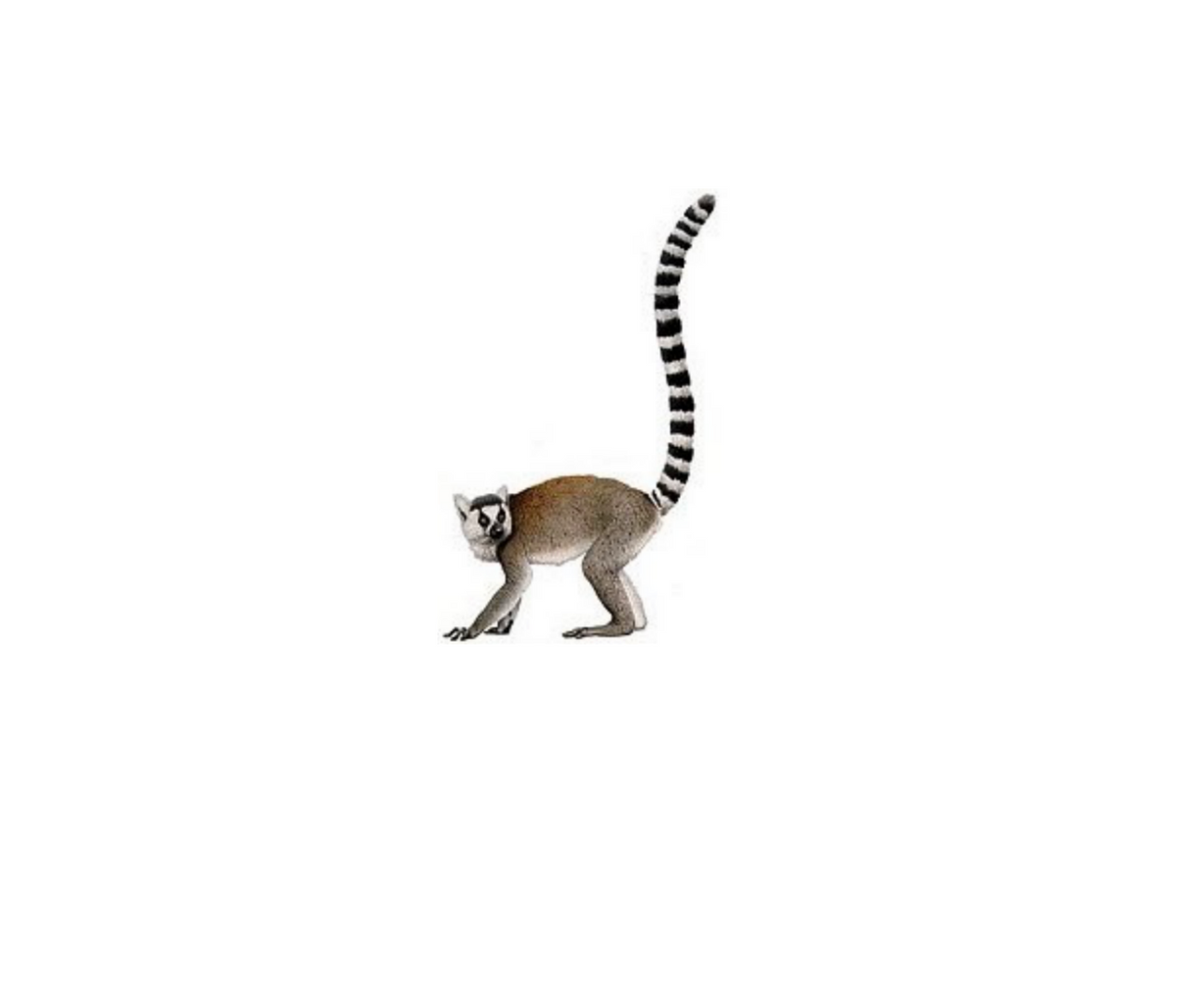 Brf Lemuren 36